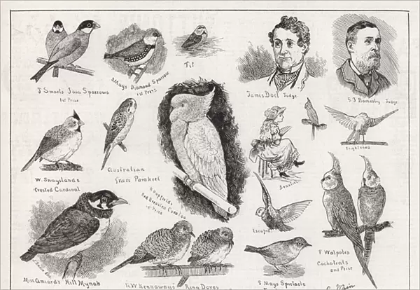Bird Show at the Crystal Palace (engraving)