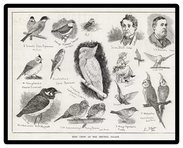 Bird Show at the Crystal Palace (engraving)