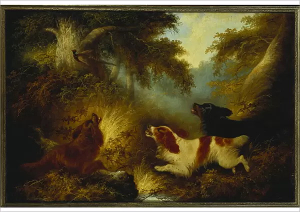 Spaniels putting up a Pheasant (oil on canvas)