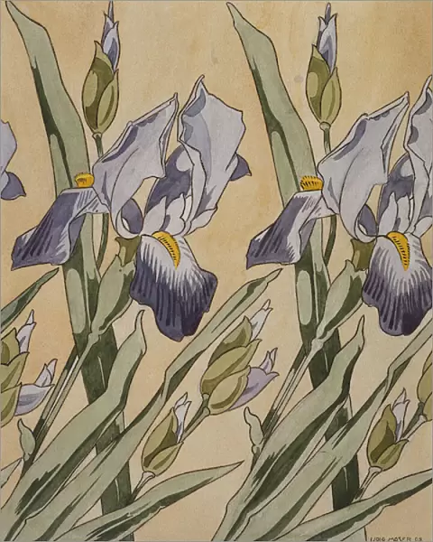 Iris, 1898 (watercolour on paper)