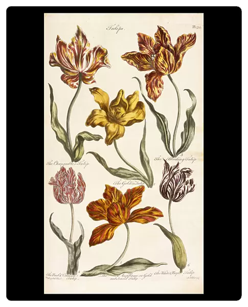 Tulips, 1842 (hand-coloured engraving)