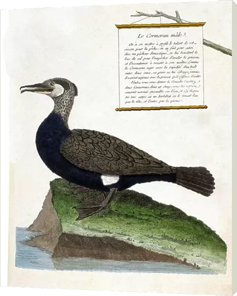 Zoological chart (ornithology): the male cormorant (Great cormorant or phalacrocorax