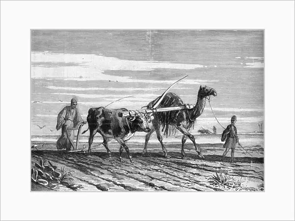 Agriculture in Egypt: a plow drawn by a cow and a camel
