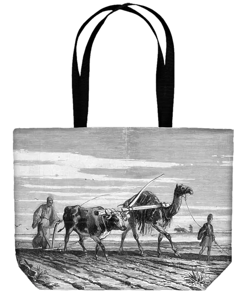 Agriculture in Egypt: a plow drawn by a cow and a camel