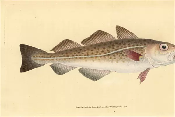 Atlantic cod or cod fish. Gadus morhua. Vulnerable. Handcoloured copperplate drawn and engraved by Edward Donovan from his Natural History of British Fishes, Donovan and F. C. and J. Rivington, London, 1802-1808