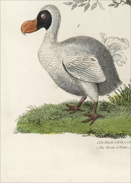 Dodo, Raphus cucullatus, extinct flightless bird (formerly Didus ineptus). Handcoloured copperplate engraving by an unknown artist from William Smellies Natural History