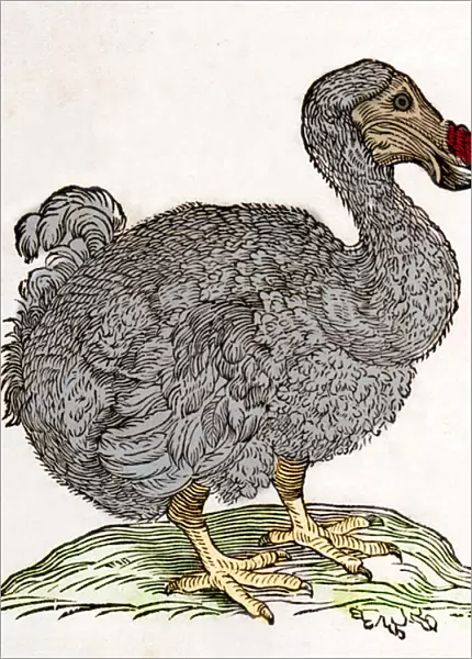 Dodo or Dronte. Bird disappeared - in 'De Indiae utriusque re naturali et