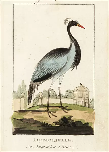 Demoiselle or Numidian crane, Grus virgo