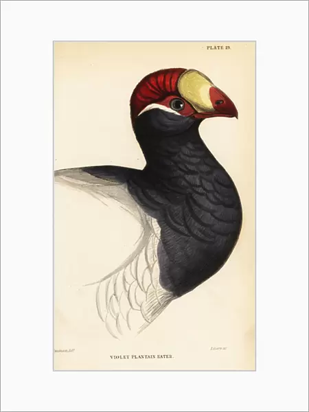 Head of the violet turaco, Violet plantain eater, Musophaga violacea