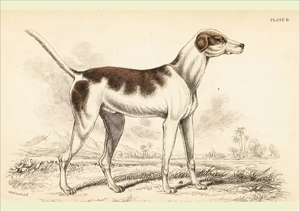 The oriental hound, Canis lupus familiaris