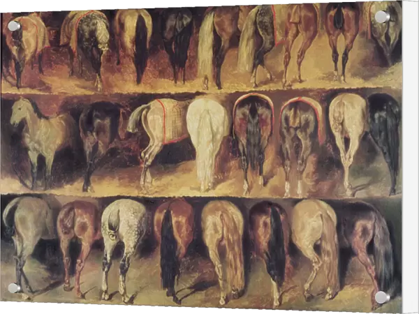 Horses Hindquarters (oil on canvas)