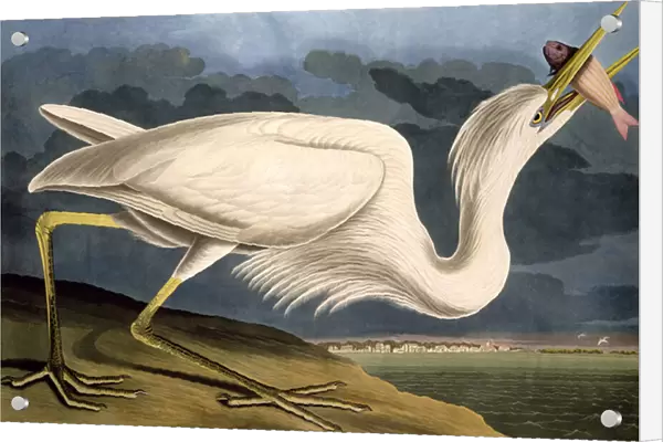 Great White Heron, from Birds of America, engraved by Robert Havell (1793-1878