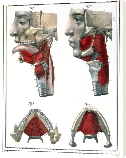 Anatomy of the throat and jaw, from Manuel d Anatomie descriptive du Corps