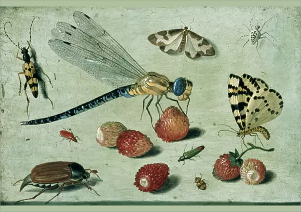 A Dragon-fly, two Moths, a Spider and some Beetles, with wild Strawberries