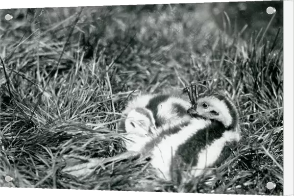 Two young Andean Geese at London Zoo, August 1916. (b  /  w photo)