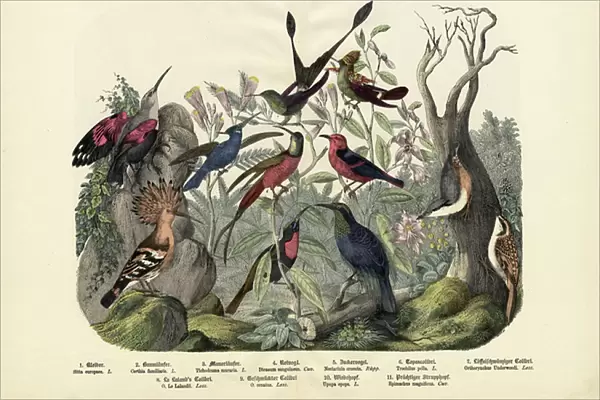 Birds, c. 1860 (colour litho)