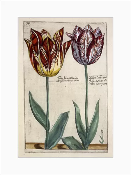 Tulipa Adriani Bilsi and Tulipa Nob viri Johan a Seulen, from Hortus Floridus