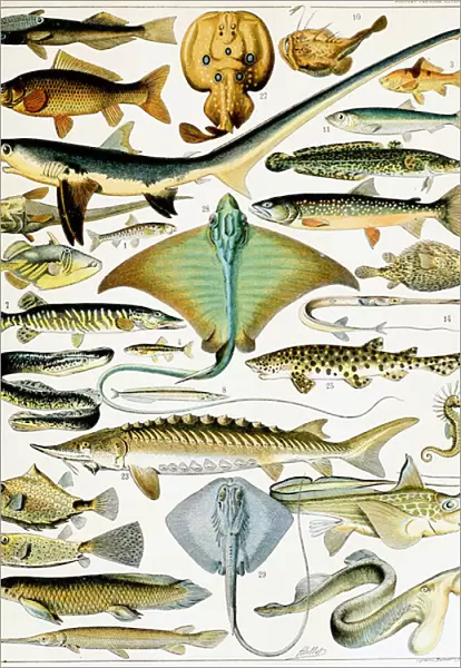 Illustration of Fish c. 1923 (litho)