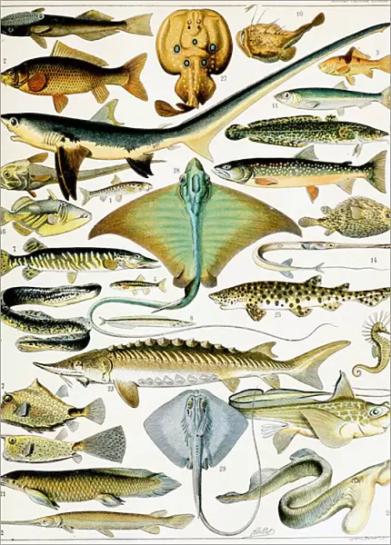 Illustration of Fish c. 1923 (litho)