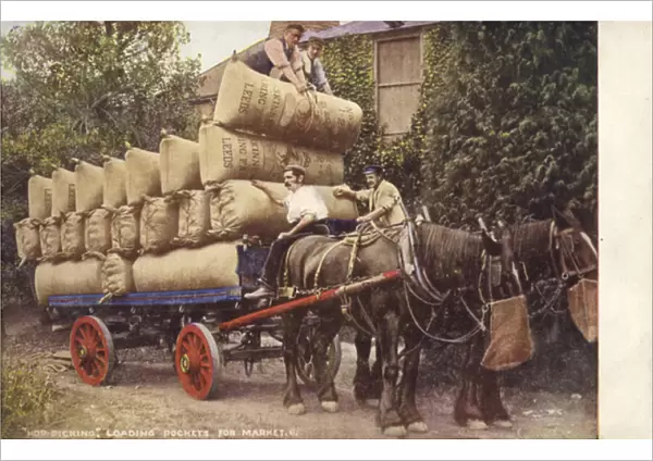 Farmers loading sacks onto a cart (colour photo)