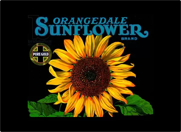 Vintage Sunflower Fruit Crate Label, 1926 (colour litho)