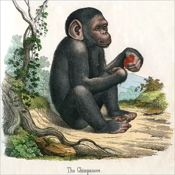 Antique Print of a Chimpanzee, 1859 (coloured engraving)