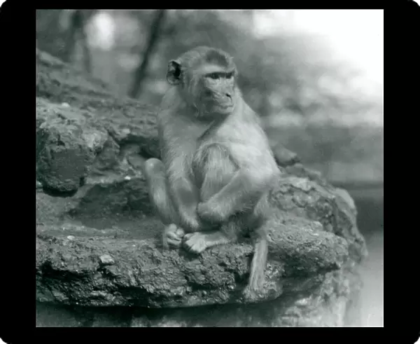 A Macaque sitting on a rock at London Zoo in 1924 (b  /  w photo)