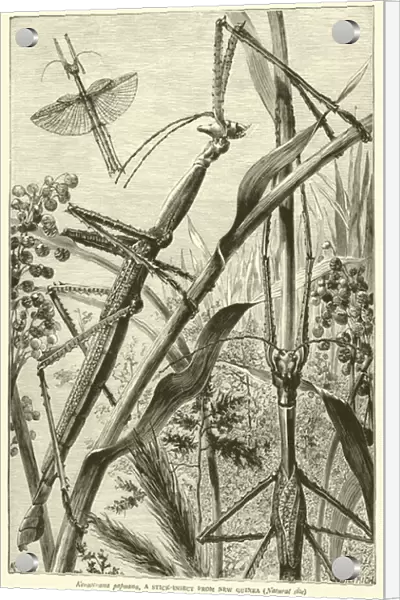 Keraocrana papuana, a Stick-Insect from New Guinea, Natural size (engraving)