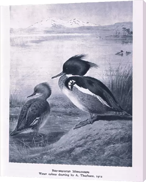 Red Breasted Merganser, Nature in Britain published by Collins, 1946 (litho)