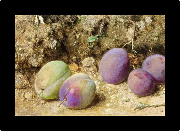 Ripe and Unripe Plums, c. 1860 (w  /  c on card)