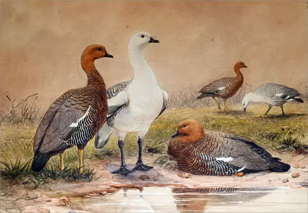 Upland Goose (Bernicla magellanica), 1852-54 (w  /  c on paper)