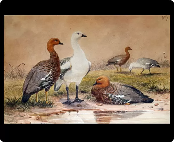 Upland Goose (Bernicla magellanica), 1852-54 (w  /  c on paper)