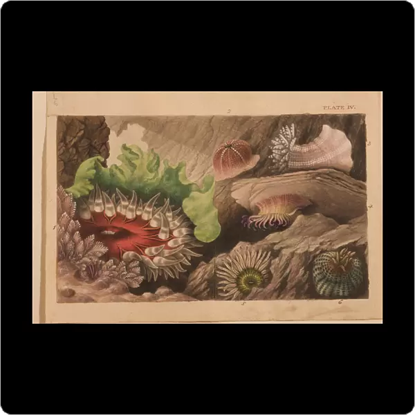 Plate IV, study for Actinologia Britannica: A History of the British Sea Anemones