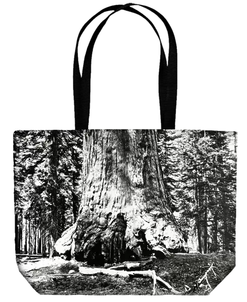 Base of the Grizzly Giant, c. 1860s (b  /  w photo)