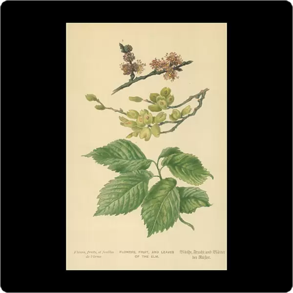 Flowers, Fruit, and Leaves of the Elm