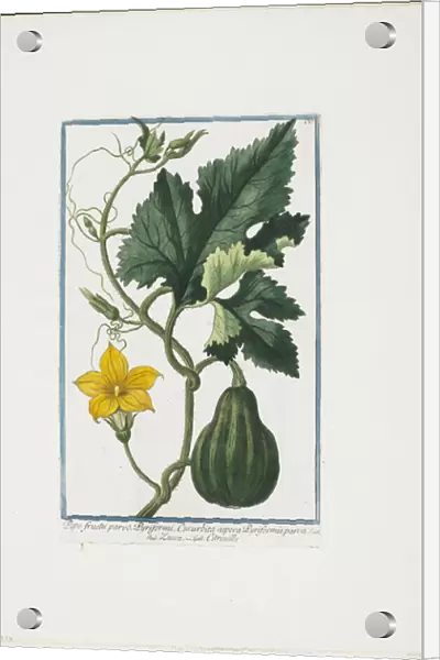 Vegetable Print, from Hortus Romanus, Vol. I or II, 1772-93 (stipple engraving