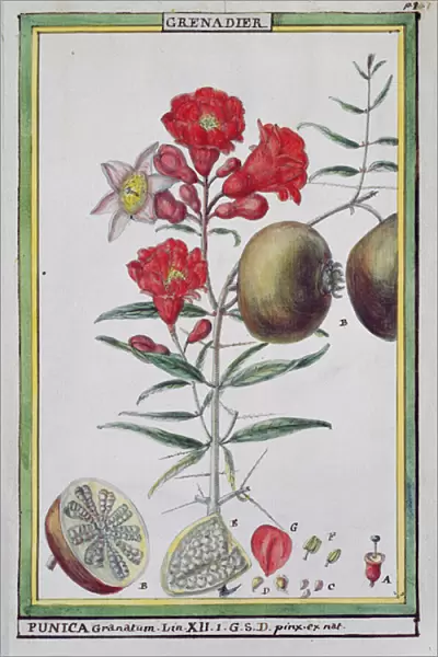 Pomegranate Tree, from Florindie ou Historie physico-economique des vegetaux de la