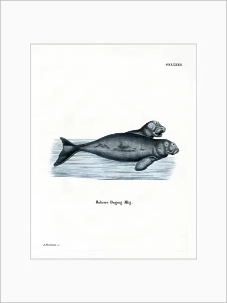 Dugong (coloured engraving)