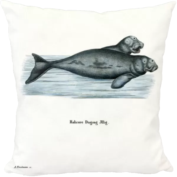 Dugong (coloured engraving)