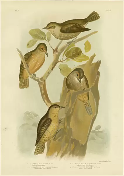Rufous Treecreeper, 1891 (colour litho)