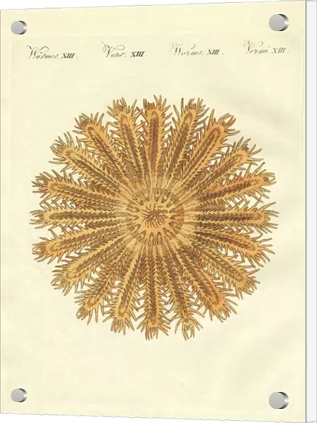 The see urchin-shaped starfish (coloured engraving)