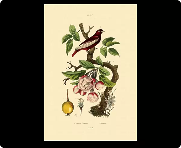 Apple, 1833-39 (coloured engraving)