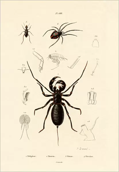Whip Scorpion, 1833-39 (coloured engraving)