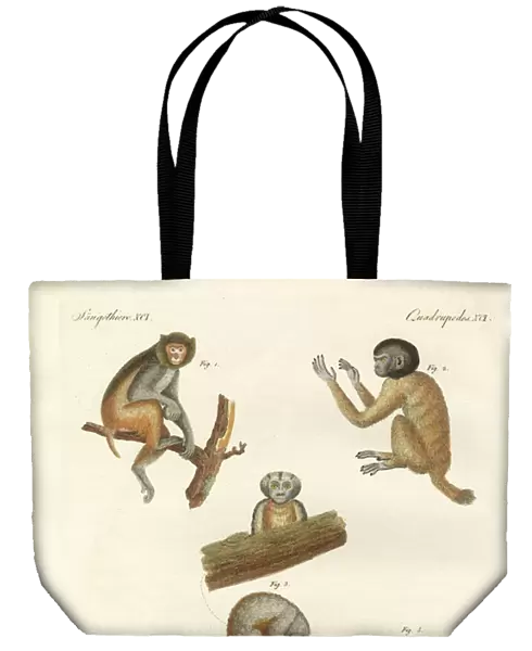 Strange monkeys (coloured engraving)