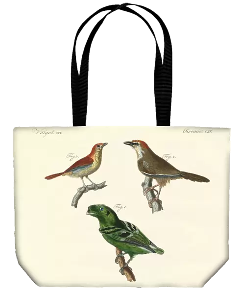 Beautiful und strange foreign birds (coloured engraving)