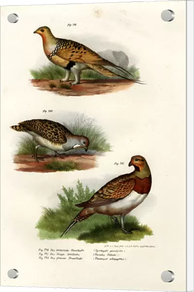 Pallas Sandgrouse, 1864 (colour litho)