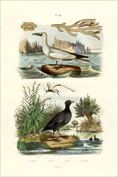 Moss Animal, 1833-39 (coloured engraving)