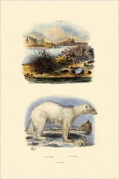 Polar Bear, 1833-39 (coloured engraving)