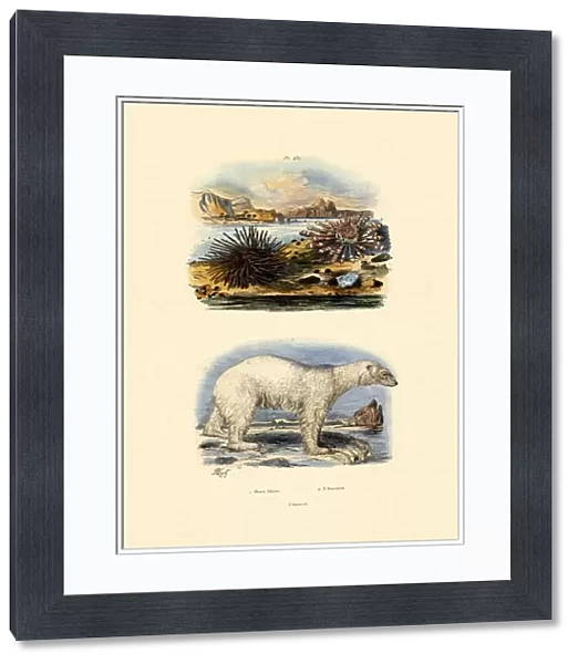 Polar Bear, 1833-39 (coloured engraving)