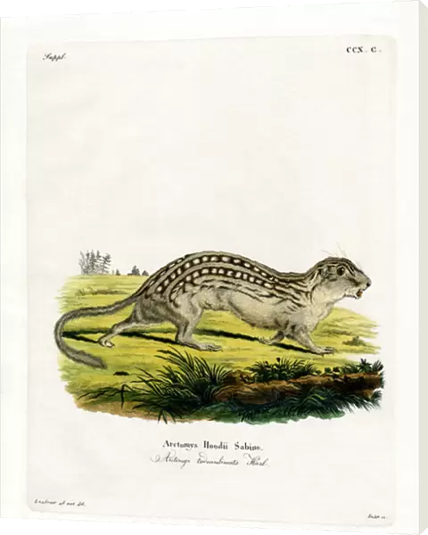 Thirteen-lined Ground Squirrel (coloured engraving)